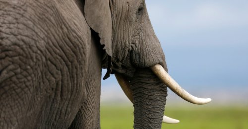 The Three Major Cartels Behind the Downfall of Africa’s Elephants