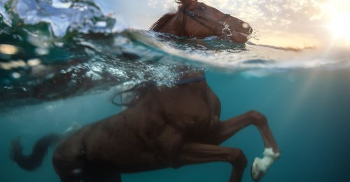 Hooves in the Water: Swimming Pigs and Diving Horses