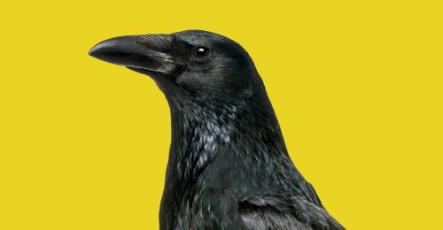 Scientists Are Totally Rethinking Animal Cognition