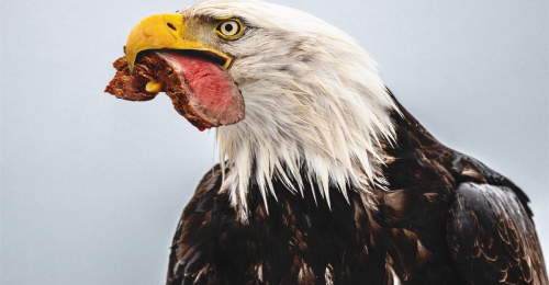 America Is Done Pretending About Meat
