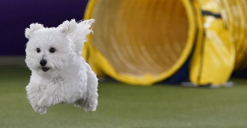 Photos From the 2022 Westminster Dog Show