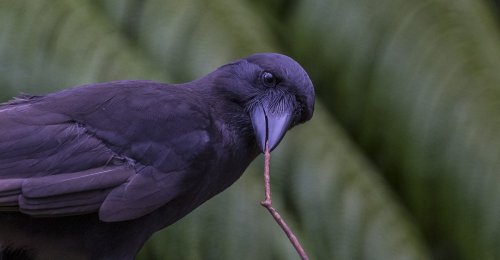 BIRD BRAINS cover image