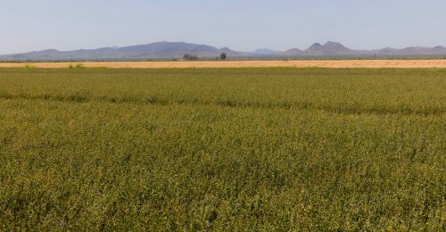 The Crop That’s Sucking the Colorado River Dry