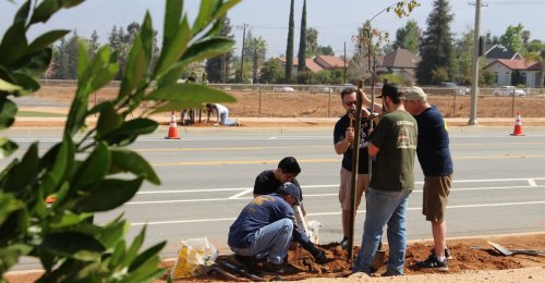 Our Towns: Start Planting Trees