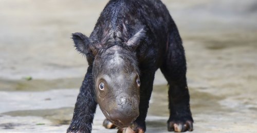 Photos of the Week: Origami Mosaic, Ice Web, Monkey Festival