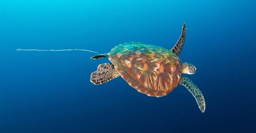 Plastic Has Changed Sea Turtles Forever