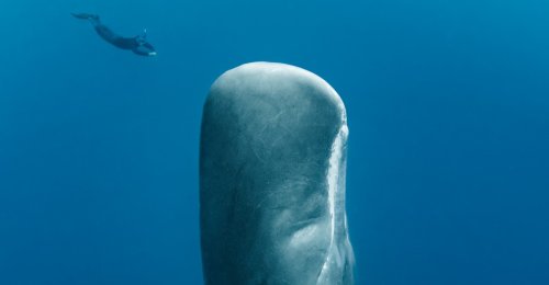How First Contact With Whale Civilization Could Unfold
