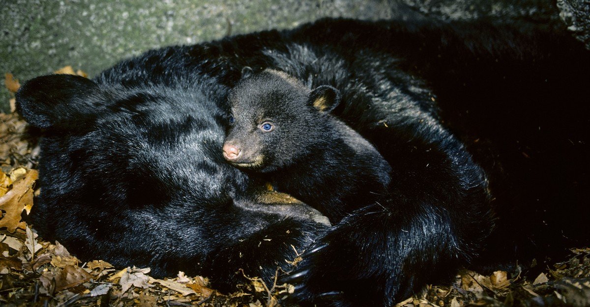 What Humans Can Learn From Nature’s Biggest Hibernators