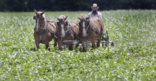 The Amish Farmers Reinventing Organic Agriculture