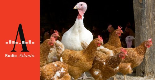 The Bird-Flu Tipping Point