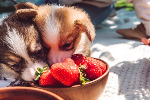 Strawberries and Dogs: Benefits of This Yummy Superfood