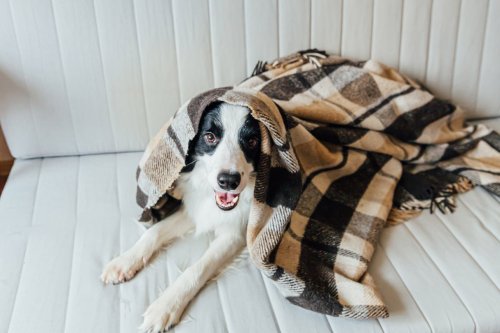 Stuck at Home with Your Dog: Try These 7 Activities