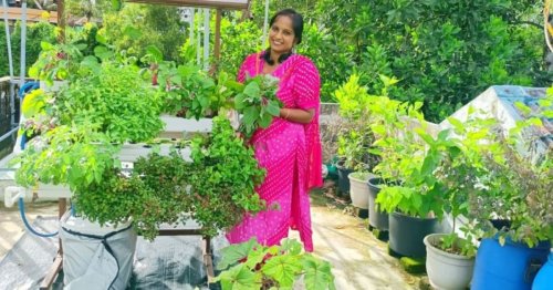 How I Grow All Exotic Veggies From Bok Choy to Kale on My Terrace, Without Soil