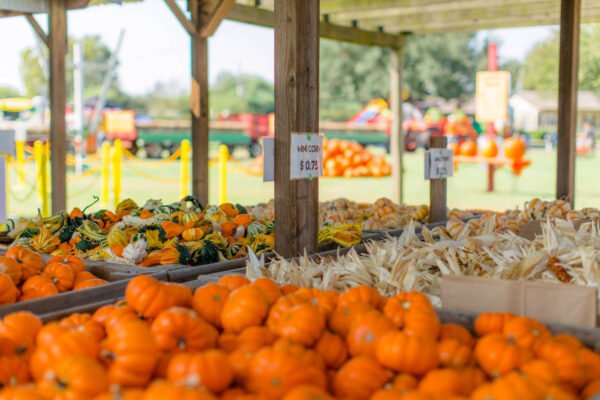 11 Pumpkin Patches in Houston You’ll Love this Fall