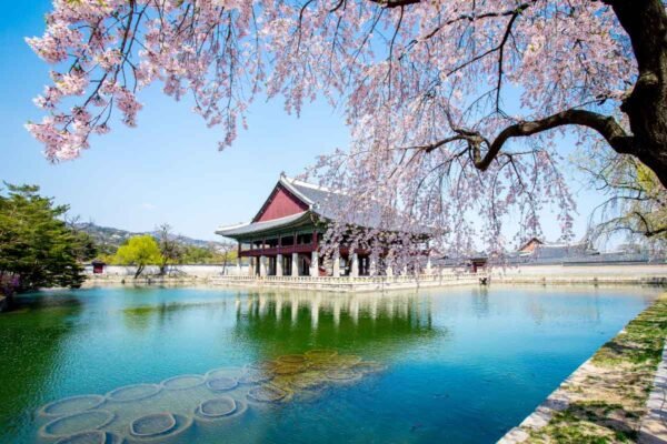 15 Charming Places to see Cherry Blossoms in Korea in the Spring