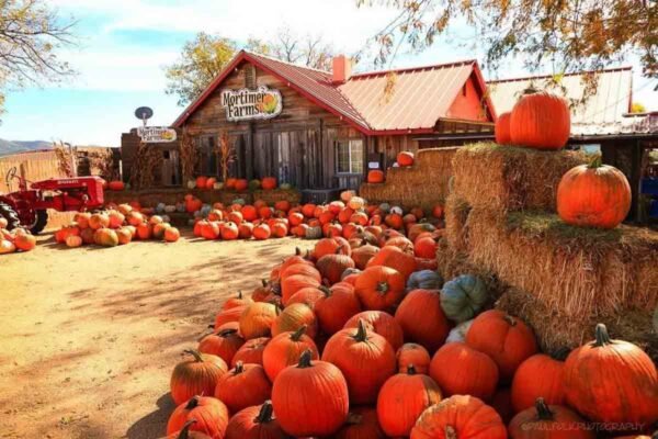 13 Best Pumpkin Patches in Arizona for Picking