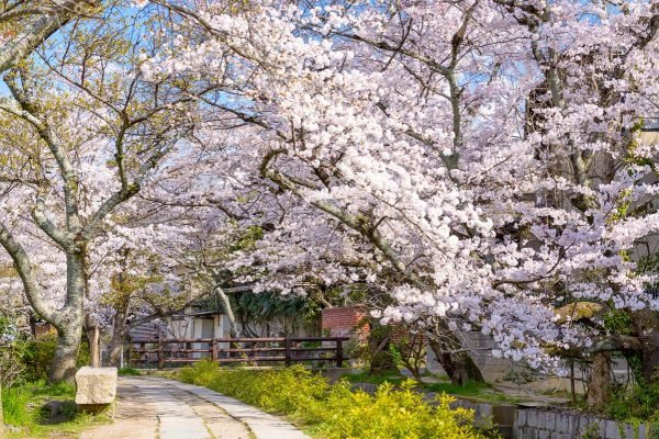 2 Day Itinerary Kyoto: 48 Hours In The City