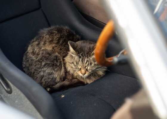 Road Trip With a Cat (2022) | 11 Tips for Car Travelling With Your Furry Feline