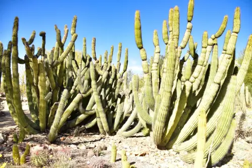 Places not to Miss in Tucson Arizona