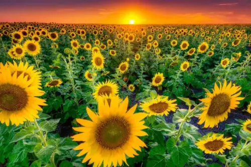 Best Places to see Sunflowers in the United States this Summer