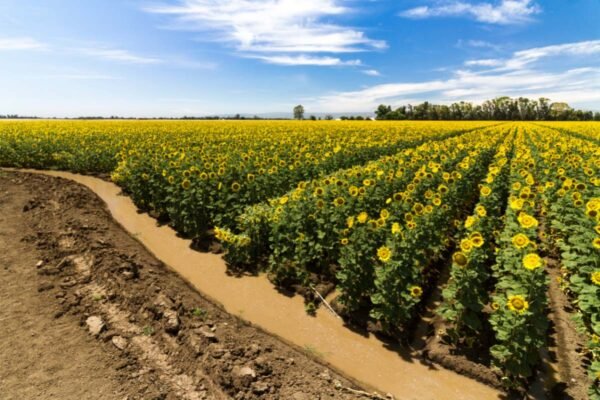 15 Golden Sunflower Fields in California You’ll Love