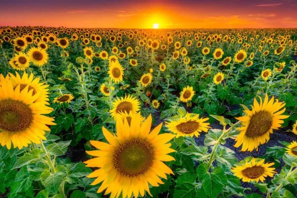 11 Texas Sunflower Fields to Visit in 2021
