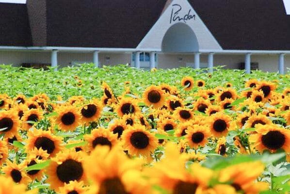 13 Spectacular Sunflower Fields in Long Island