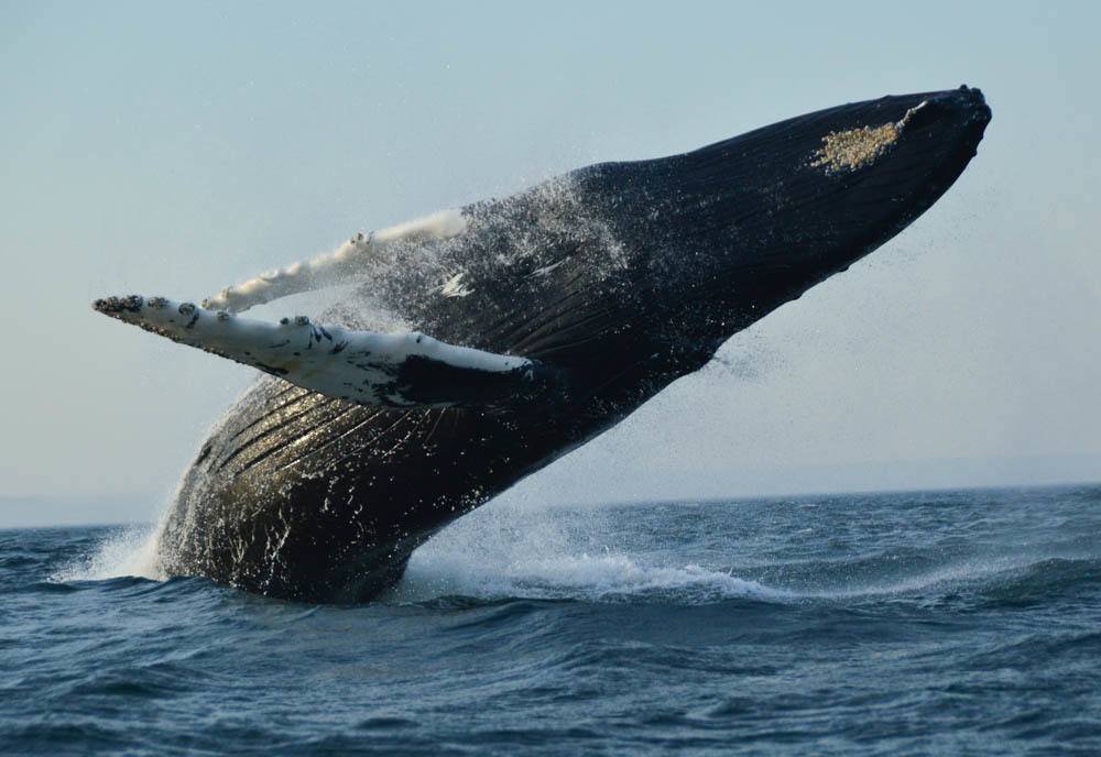 Whale Watching St Andrews – a How-To Guide