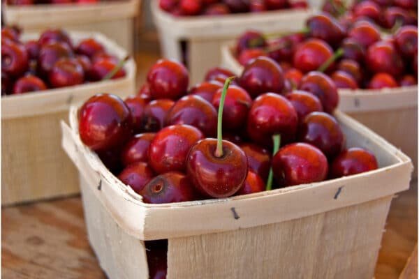 15 Best Cherry Picking in Michigan Farms and Orchards