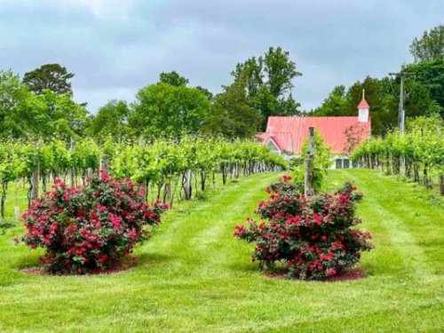 15 Wineries in Charlottesville Va (2022) You’ll Love I Monticello Wine Trail