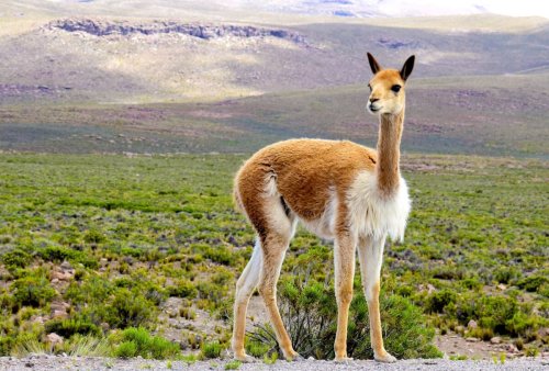 Andes wildlife is replanting the Earth – one dung pile at a time