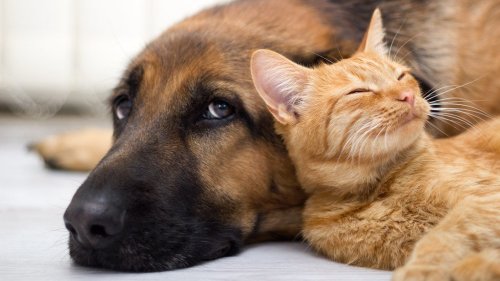 Scientists discover what drives the maximum lifespan potential of mammals