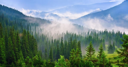 Worldwide increase in plant CO2 capture signals major climate shift