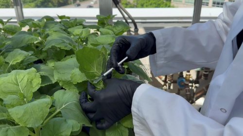 Eco-friendly weight loss: Grow Ozempic-like medication at home
