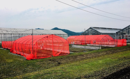 Red nets revolutionize agriculture, reduce need for insecticides