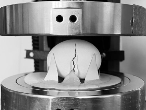 Science myth cracked: Eggshells are actually strongest on their sides