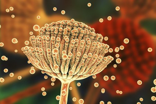 Climate change is fueling a global fungal health crisis