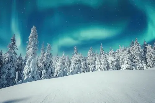Planting trees in the Arctic could have dire consequences