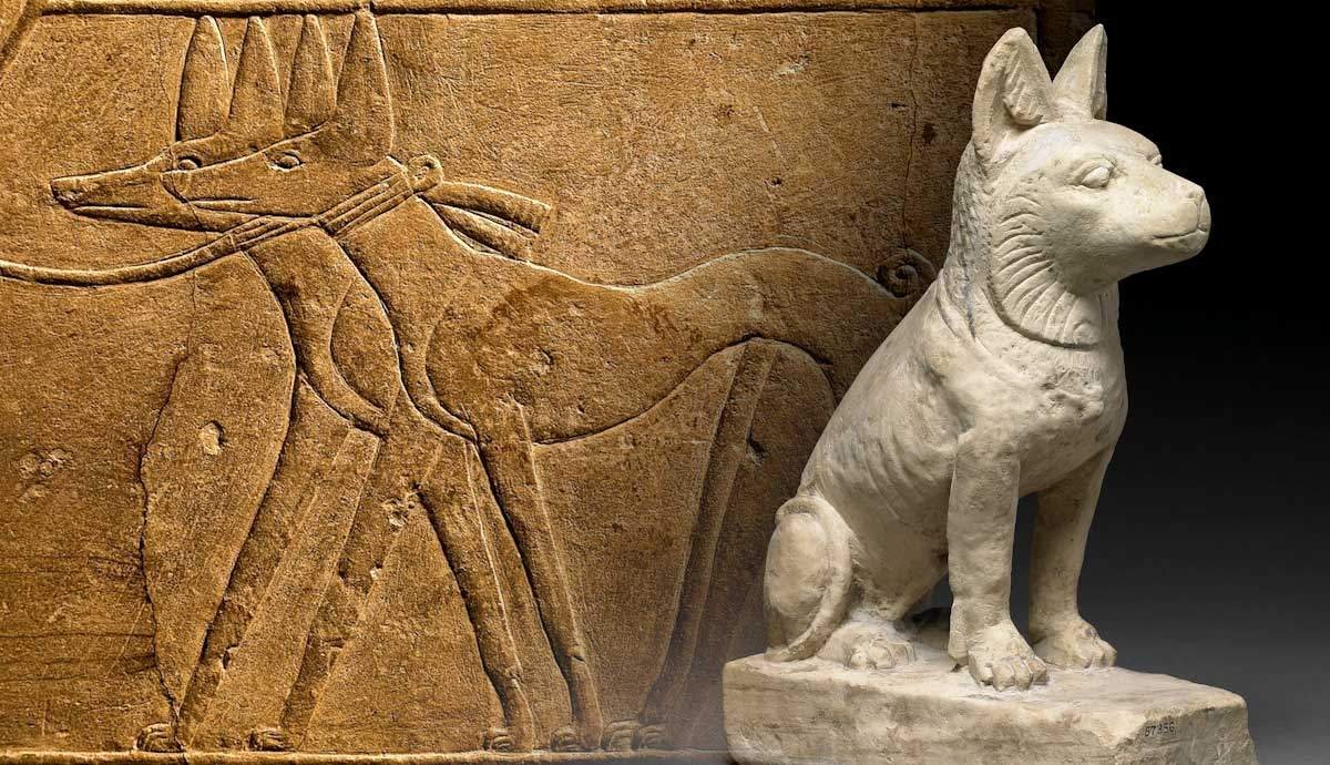 Dogs in Ancient Egypt: The Early Origins of Man’s Best Friend