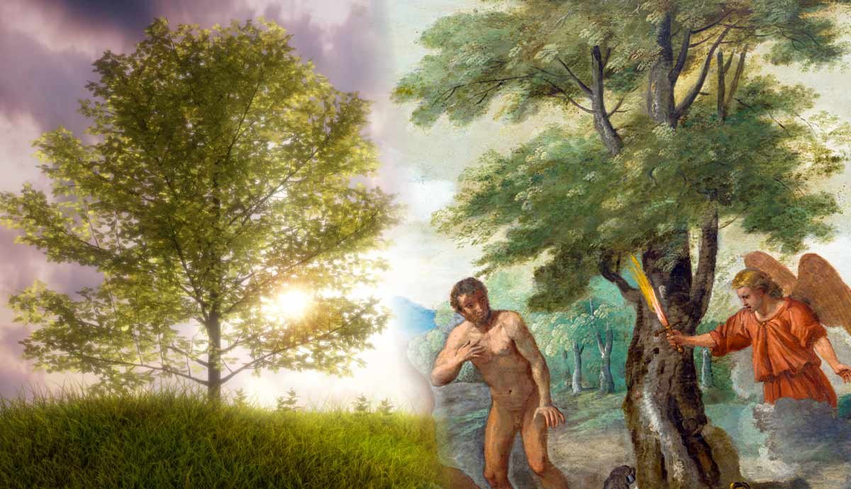 What Does the Bible Say About the Tree of Life?