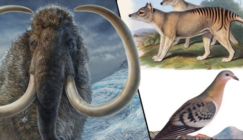 6 Animals That Scientists Are Trying To Bring Back From Extinction ...