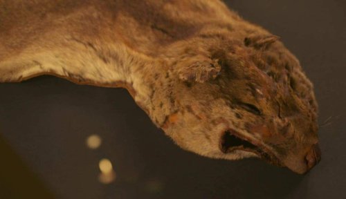 Last Tasmanian Tiger Long-Lost Remains Found in Australia