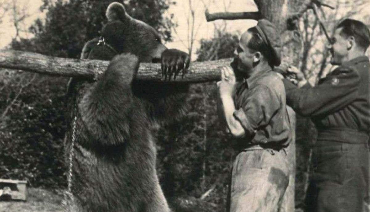 Wojtek: The Bear who Fought for Poland in World War II