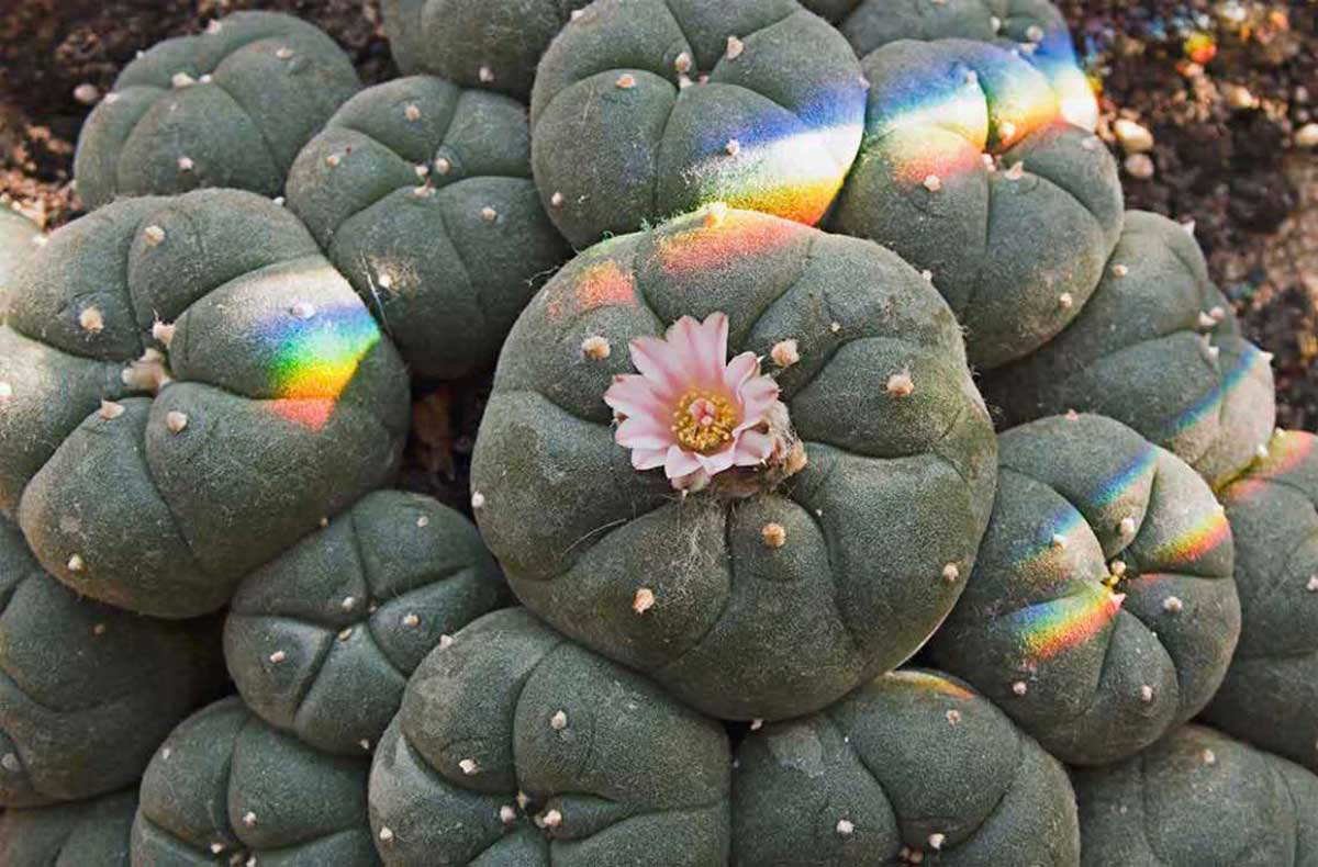 The Use and Abuse of Psychedelic Drugs