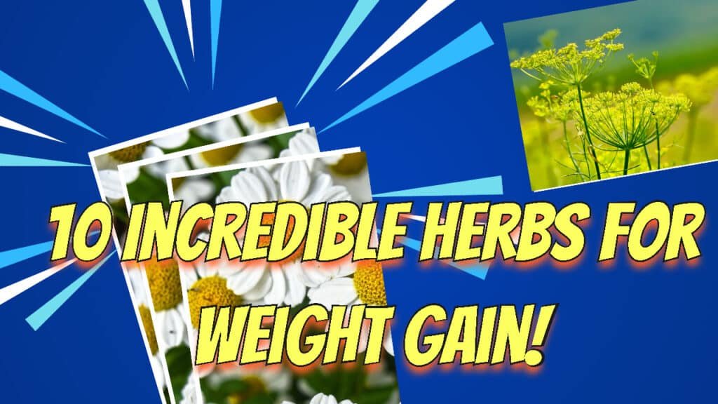 10 Incredible Herbs For Weight Gain