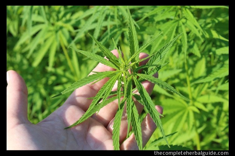 What Are The Health Benefits Of Hemp?