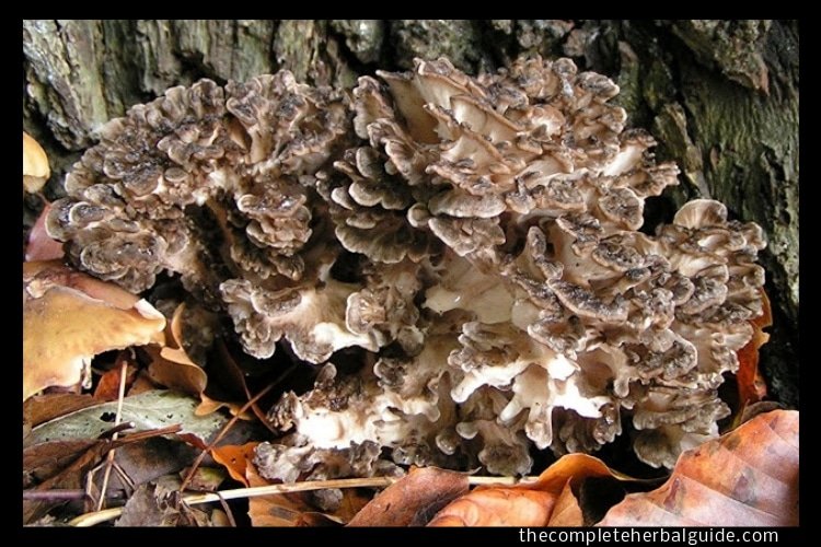 Maitake A Powerful and Promising Medicinal