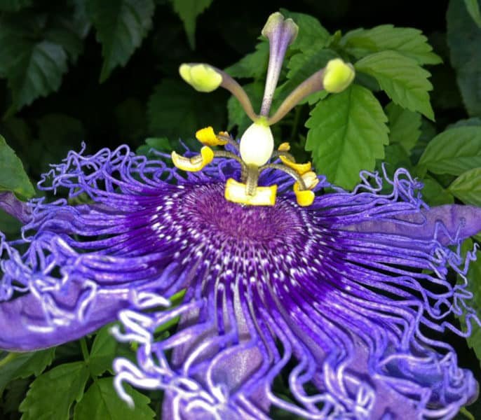 How To Grow Passion Flowers Indoors