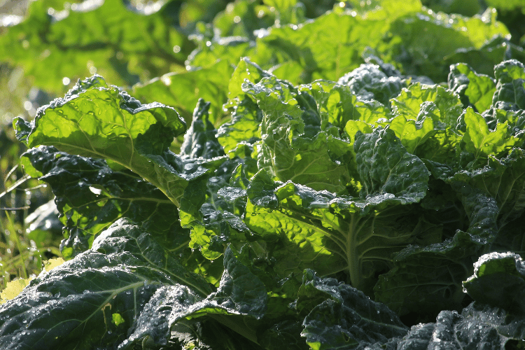 Best Foods To Boost Low Testosterone