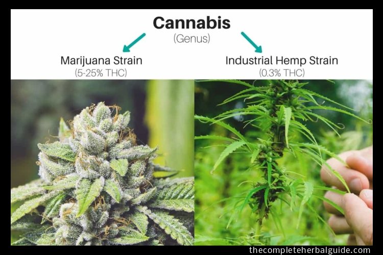 Hemp Flower vs Marijuana: The Difference Explained